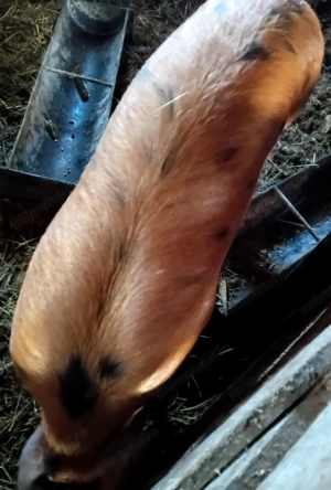 Porc   metis duroc de tăiat  - imagine 5