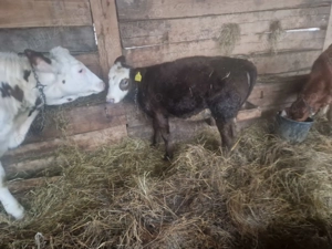 Vand o vitea baltata