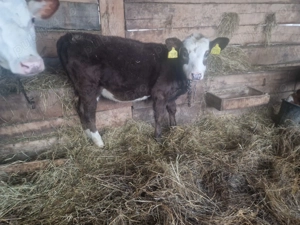 Vand o vitea baltata - imagine 2