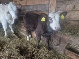 Vand o vitea baltata - imagine 3