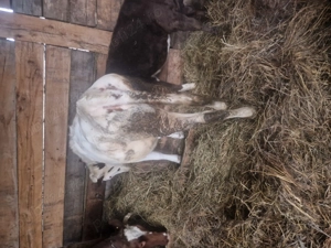 Vand o vitea foarte frumoasa - imagine 2