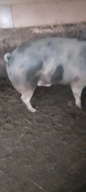 Vând porc crescut de țăran cu uruiala rasa de carne pietrean  200 240kg  15 lei in viu 20 carcasa   - imagine 2