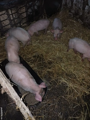 vand purcei - imagine 2