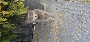  Căutăm o familie iubitoare pentru o pisicuță gri de 6 luni  - imagine 3