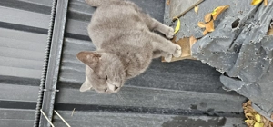  Căutăm o familie iubitoare pentru o pisicuță gri de 6 luni  - imagine 2