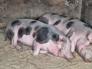 Vand 2 porci de casa nu de ferma zona Blejoi  - imagine 4