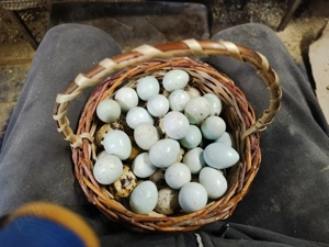 Oua prepeliță proaspete!!