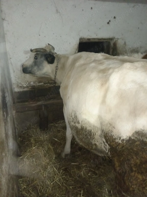 Vacă de vânzare - imagine 2