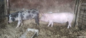 Purcei  soldani - imagine 2