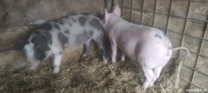 Purcei  soldani - imagine 3