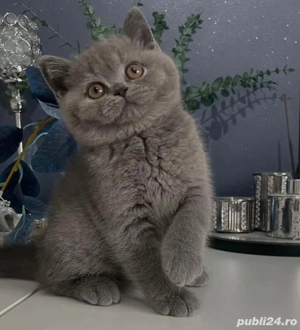 British Shorthair Blue  - imagine 2