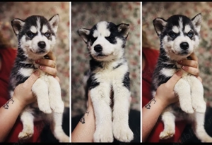Pui Husky Siberian   băiat & fată   2 luni