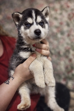Pui Husky Siberian   băiat & fată   2 luni - imagine 4