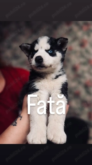Pui Husky Siberian   băiat & fată   2 luni - imagine 3