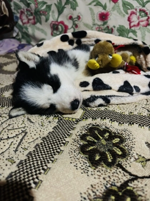 Pui Husky Siberian   băiat & fată   2 luni - imagine 5