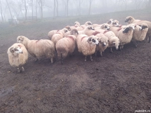 oi de vânzare                  . - imagine 5