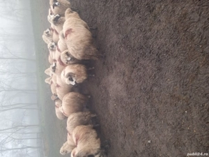 oi de vânzare                  . - imagine 4