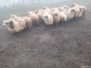 oi de vânzare                  . - imagine 2