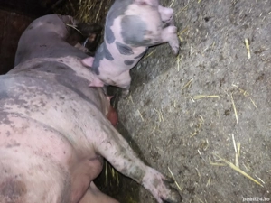 scrofita de reproducie