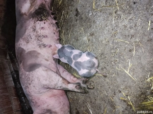 scrofita de reproducie - imagine 3