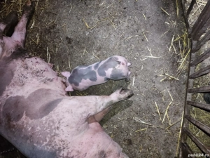 scrofita de reproducie - imagine 4