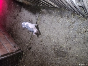 scrofita de reproducie - imagine 2