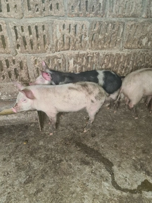 Vând grăsuni pietran cu marele alb  - imagine 5