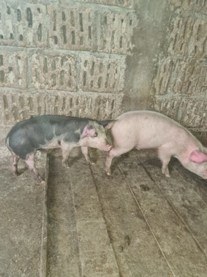 Vând grăsuni pietran cu marele alb  - imagine 2