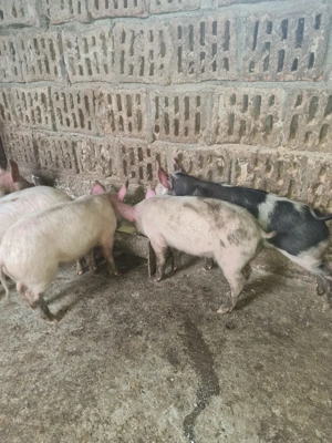 Vând grăsuni pietran cu marele alb  - imagine 3