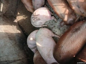 vand grasuni sau schimb - imagine 2