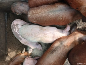 vand grasuni sau schimb - imagine 3