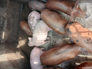 vand grasuni sau schimb - imagine 5