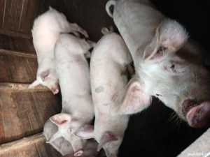 vand grasuni sau schimb - imagine 4