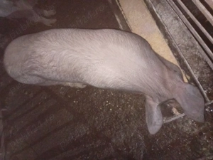 De vanzare soldan duroc  - imagine 2