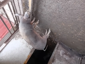 De vanzare soldan duroc  - imagine 3