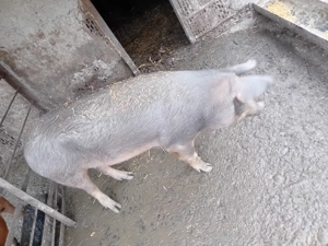 De vanzare soldan duroc 