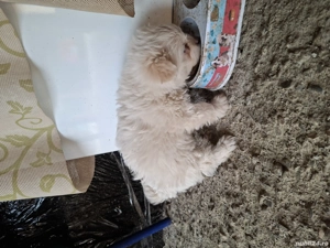 de vânzare mascul bichon maltez - imagine 2