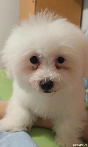 Bishon maltez  - imagine 3