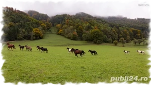 Angajez muncitor la fermă de cai în Austria - imagine 3