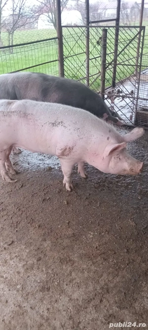 Porc de vanzare  - imagine 4