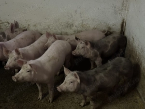 Vând grăsuni  - imagine 2