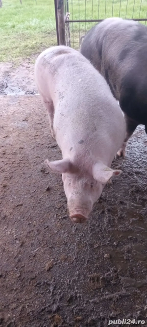 Porc de vanzare  - imagine 3