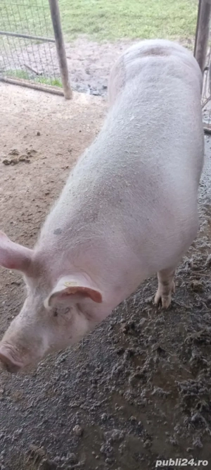 Porc de vanzare  - imagine 2