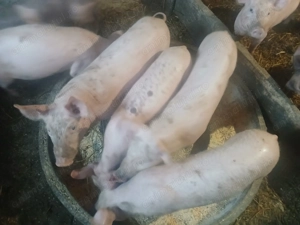 Purcei de vânzare  - imagine 2