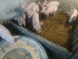 Purcei de vânzare  - imagine 4