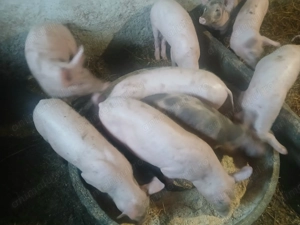 Purcei de vânzare  - imagine 3