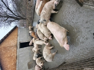 70,80,90,100 - imagine 4