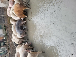 70,80,90,100 - imagine 3