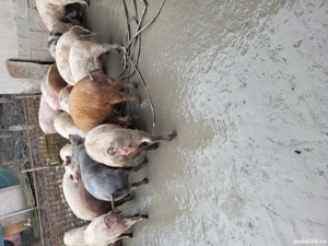 70,80,90,100 - imagine 5