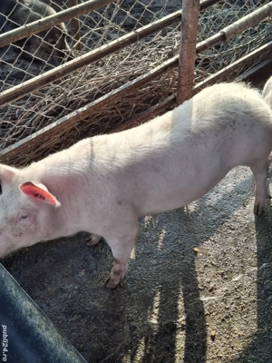 vând scrofiță - imagine 5